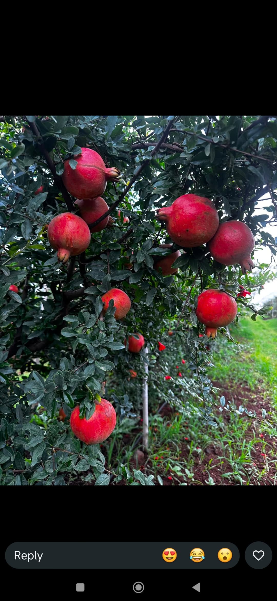 Organic Pomegranate view 3