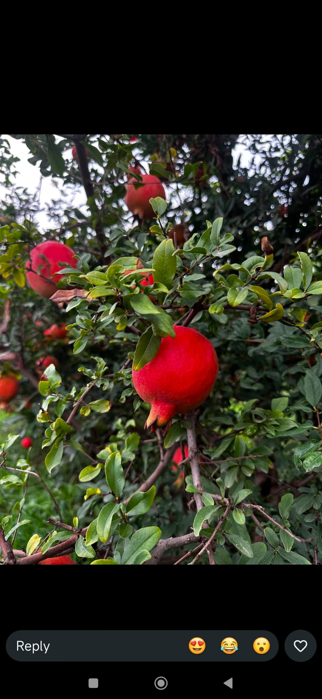 Organic Pomegranate view 2