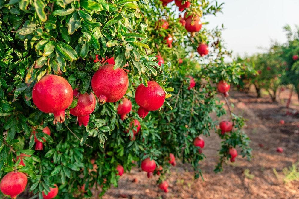 Organic Pomegranate